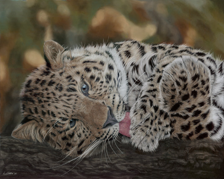 Andrayas - Leopard Cub