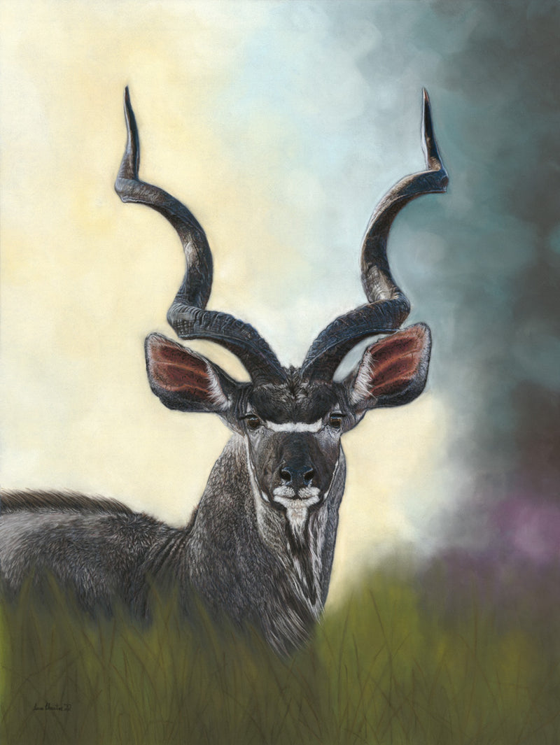 A Guarded Hope -Greater Kudu